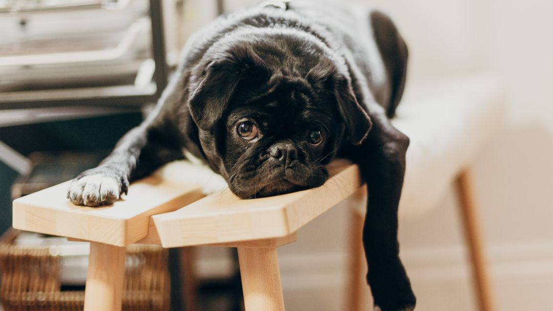 bored-druing-sabbatical